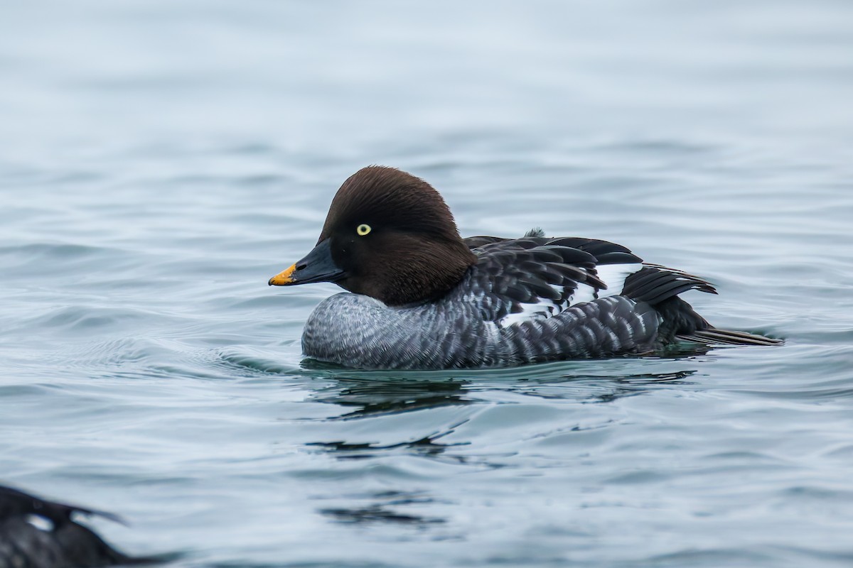 Murgilari urrebegia - ML646830982