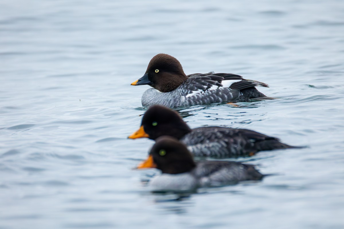 Murgilari urrebegia - ML646830983