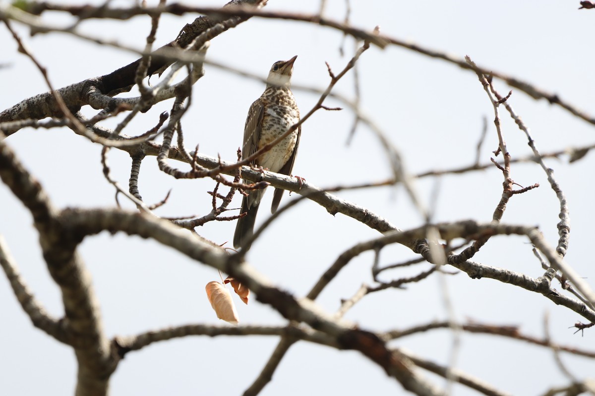 American Robin - ML646830984