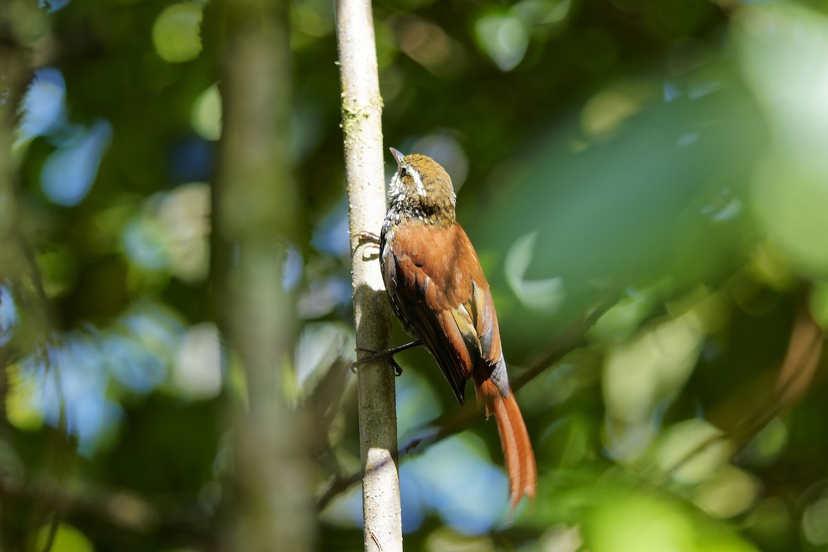 シンジュカマドドリ - ML646830985