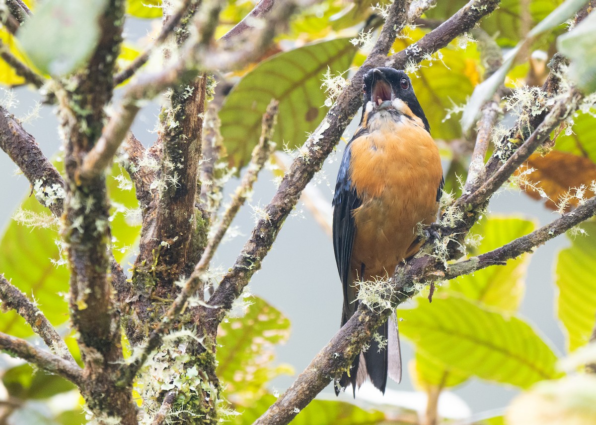 Chestnut-bellied Mountain Tanager - ML646830986