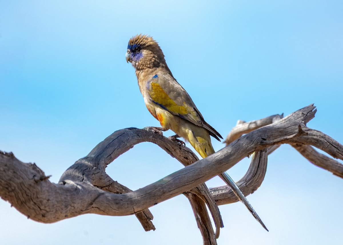 Greater Bluebonnet - ML646830987