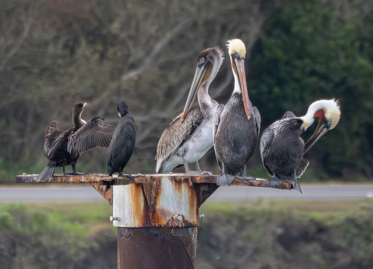Pelícano Pardo - ML646830988