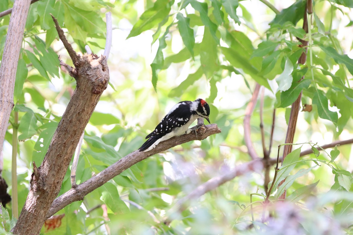 Downy Woodpecker - ML646830989