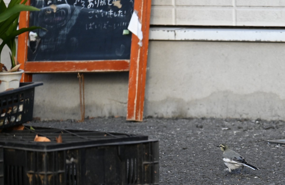 Ak Kuyruksallayan - ML646830990