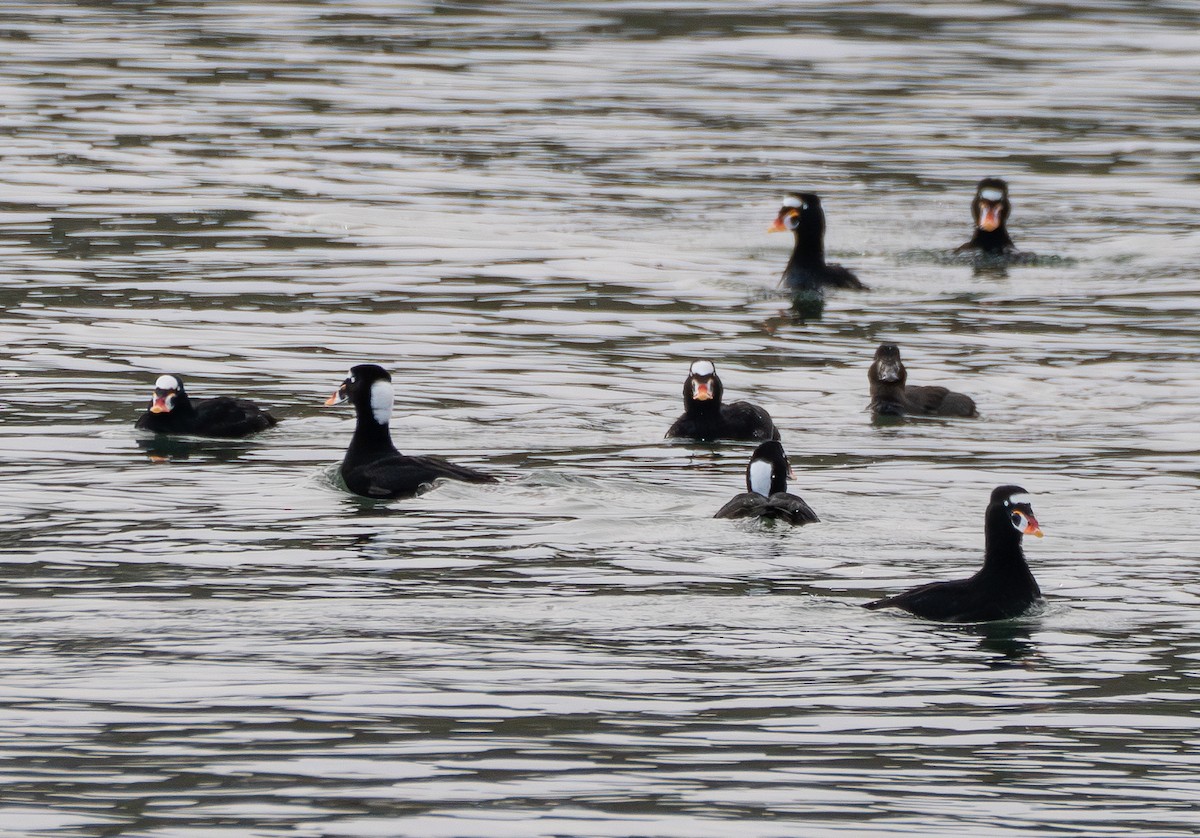 Negrón Careto - ML646830991