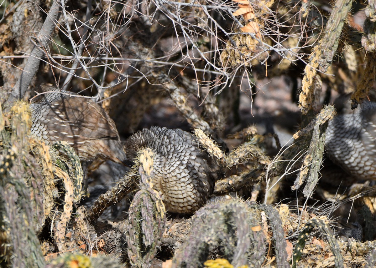 Scaled Quail - ML646830992