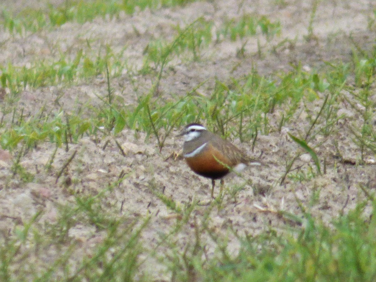 Eurasian Dotterel - ML646830994