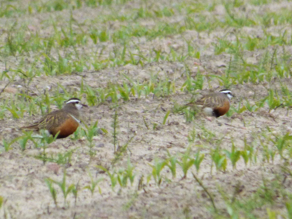 Eurasian Dotterel - ML646830995