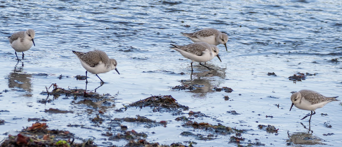 Sanderling - ML646830998