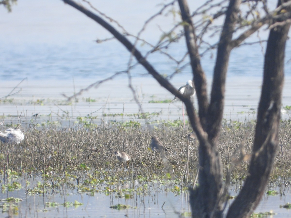 שדמית קטנה - ML646831000