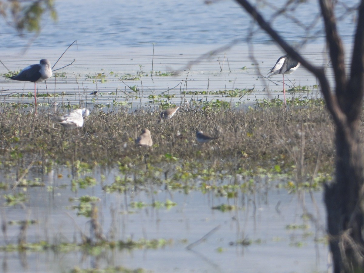 שדמית קטנה - ML646831001