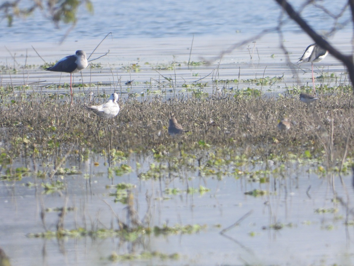 שדמית קטנה - ML646831002