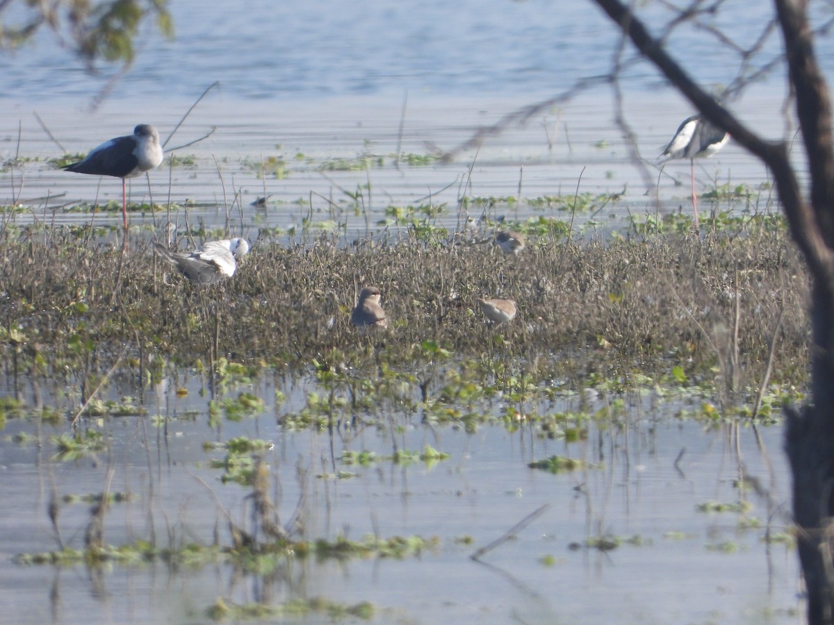 שדמית קטנה - ML646831003