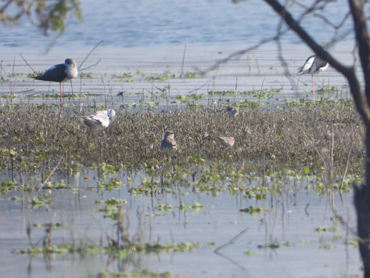 שדמית קטנה - ML646831004