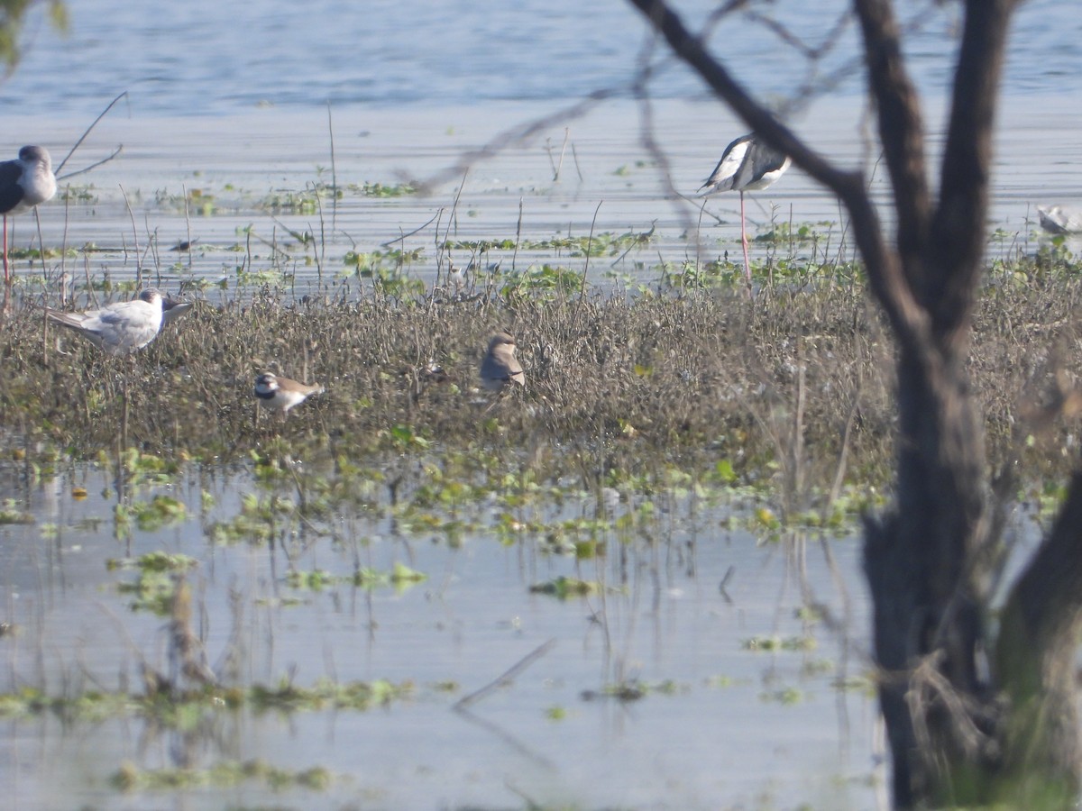 שדמית קטנה - ML646831005