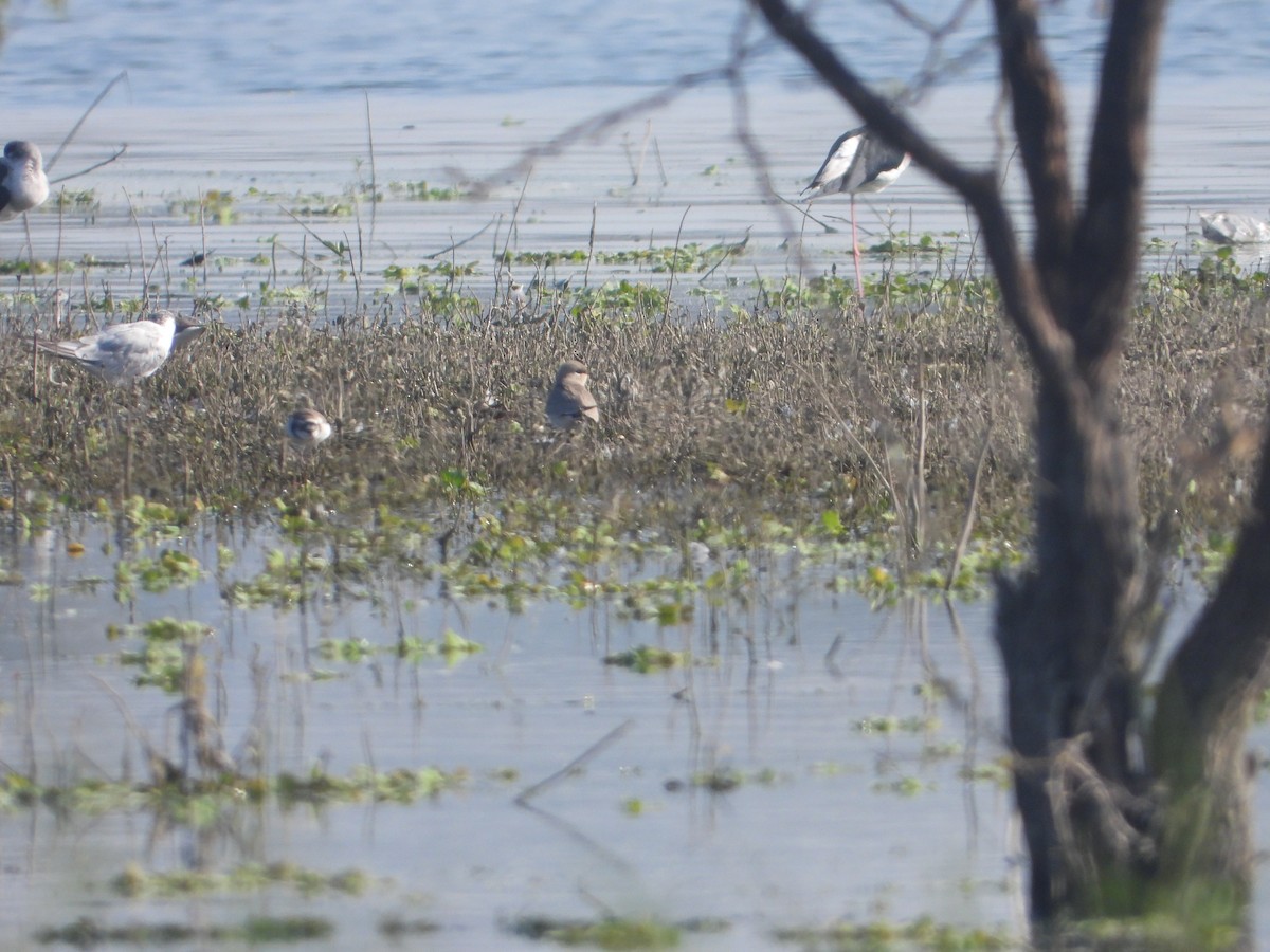 Pratinkola txikia - ML646831007