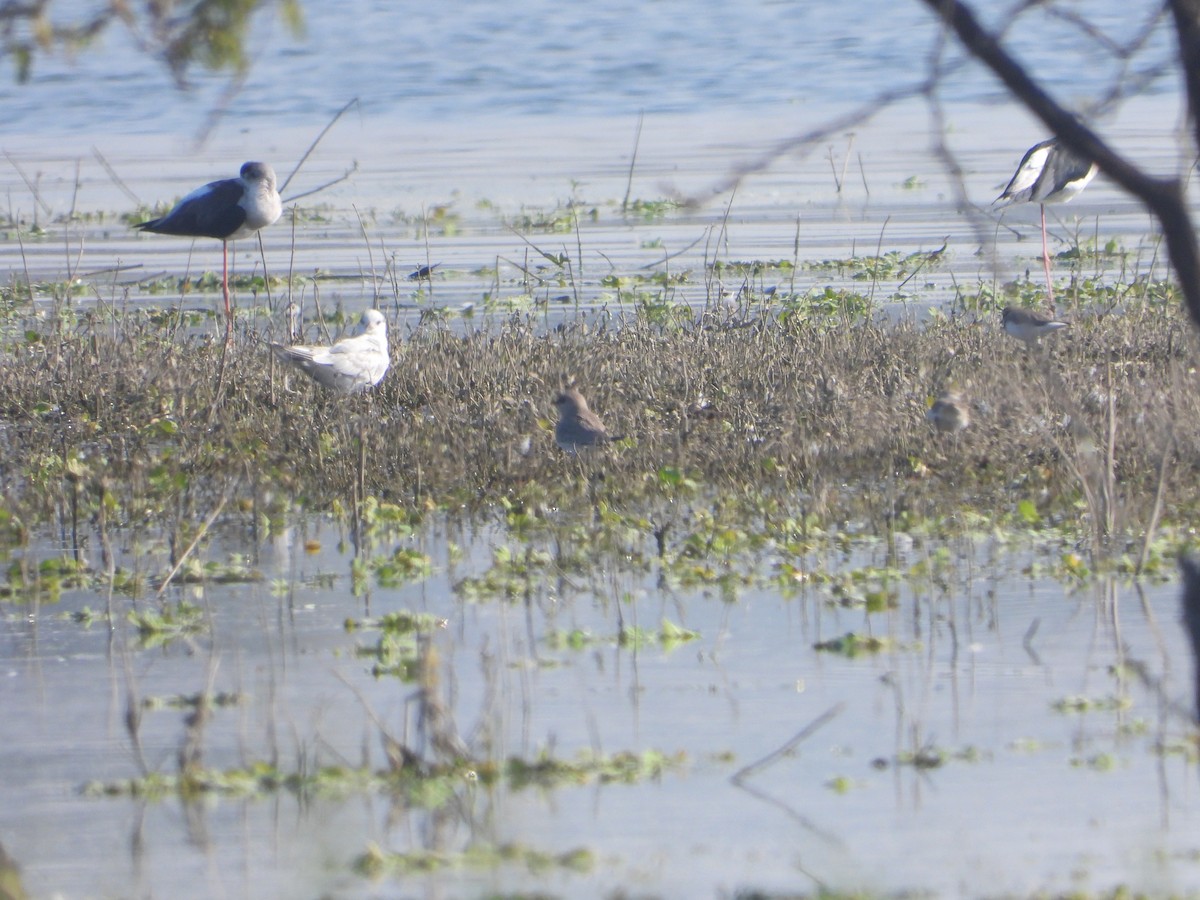 Pratinkola txikia - ML646831008