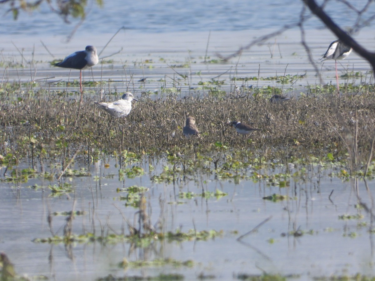 שדמית קטנה - ML646831009
