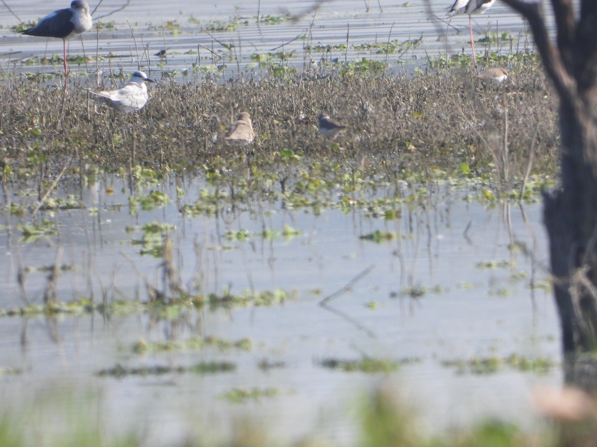 Pratinkola txikia - ML646831010