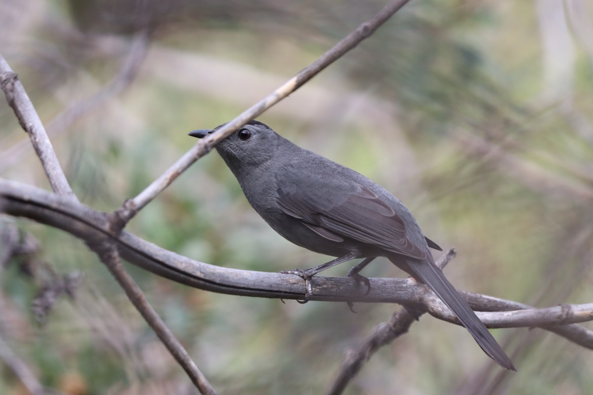 Gri Kedikuşu - ML646831013