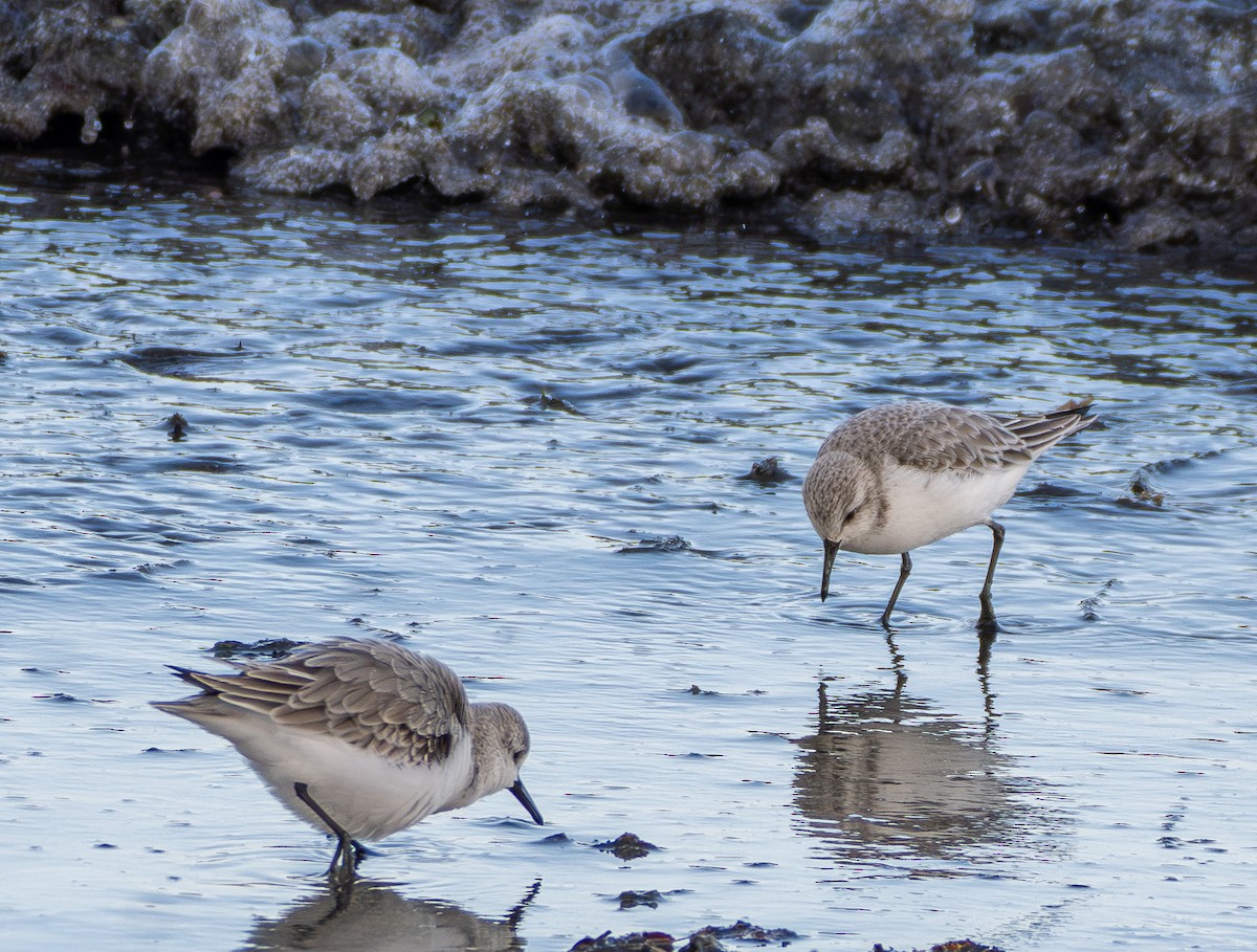 Sanderling - ML646831014