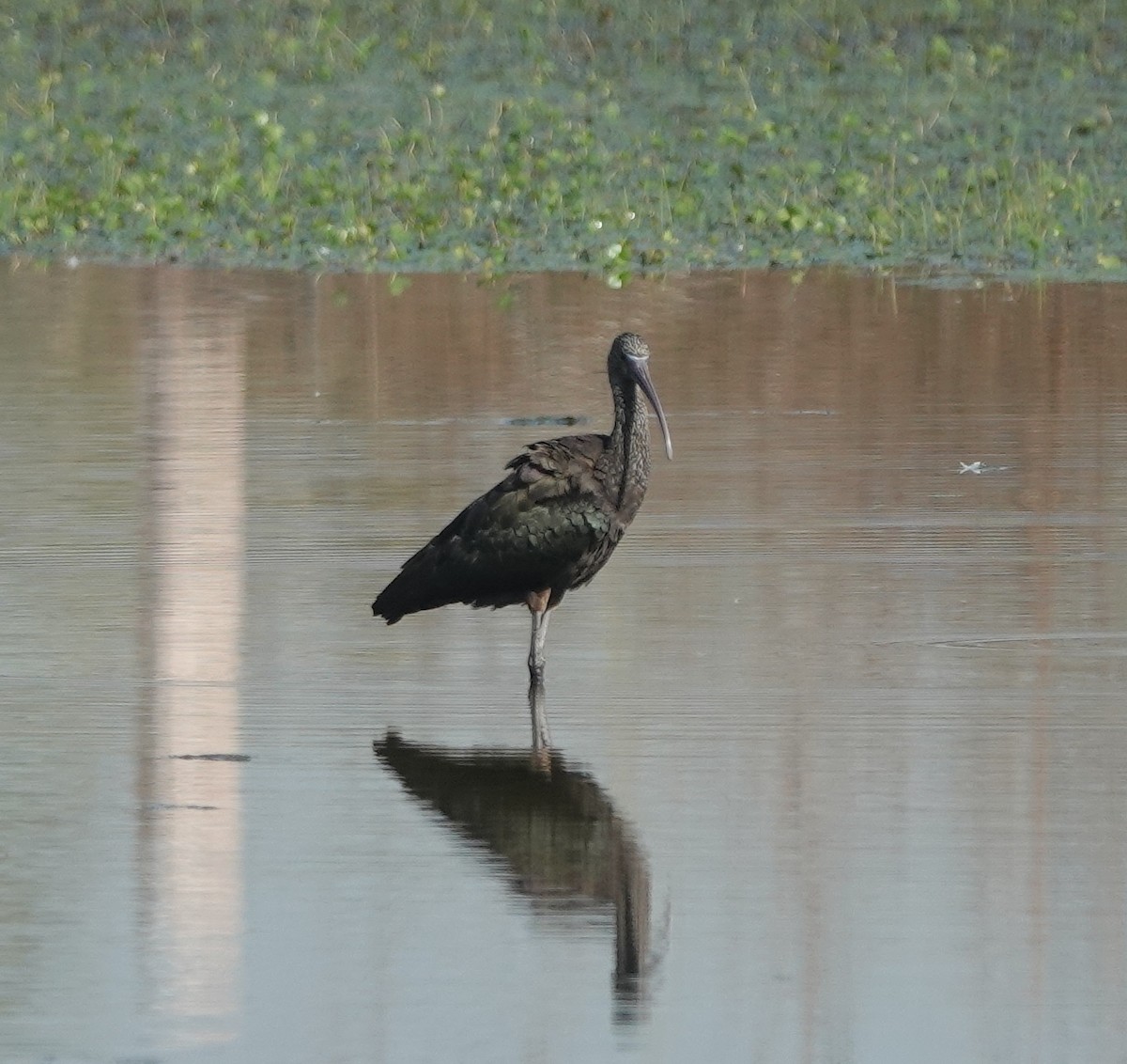 Beltzaran arrunta - ML646831016