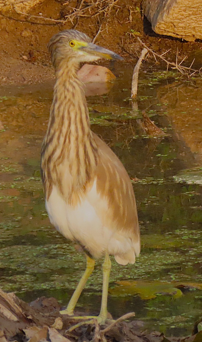 Индийская прудовая цапля - ML646831017