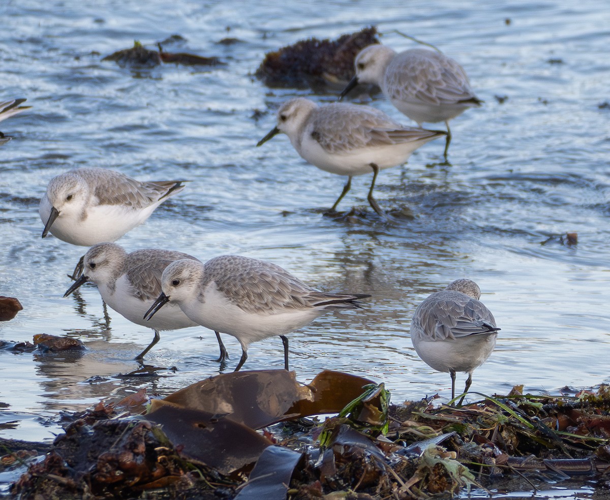 Sanderling - ML646831018