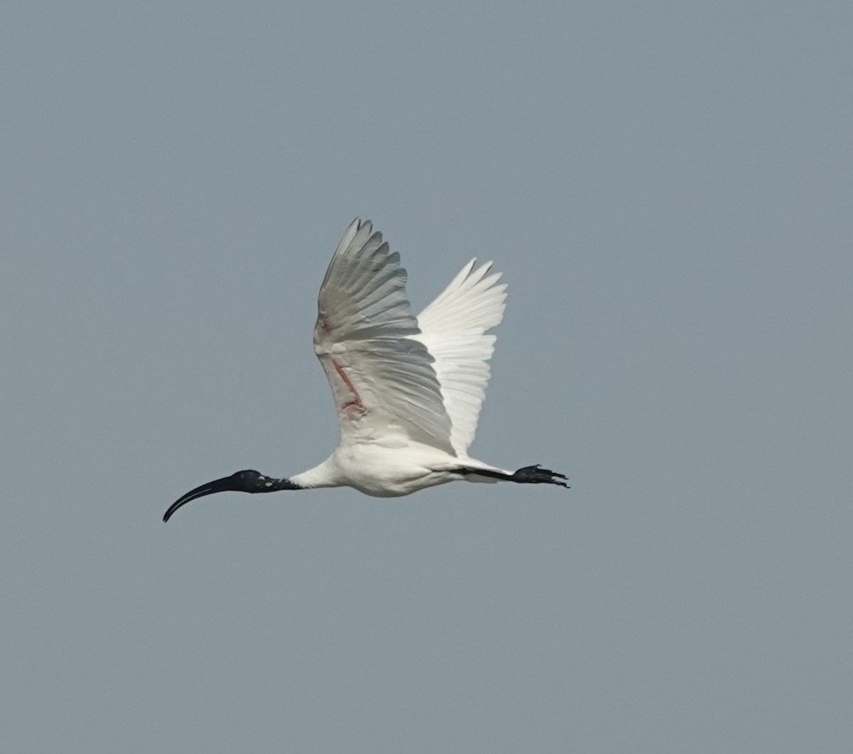 Ibis burubeltza - ML646831020