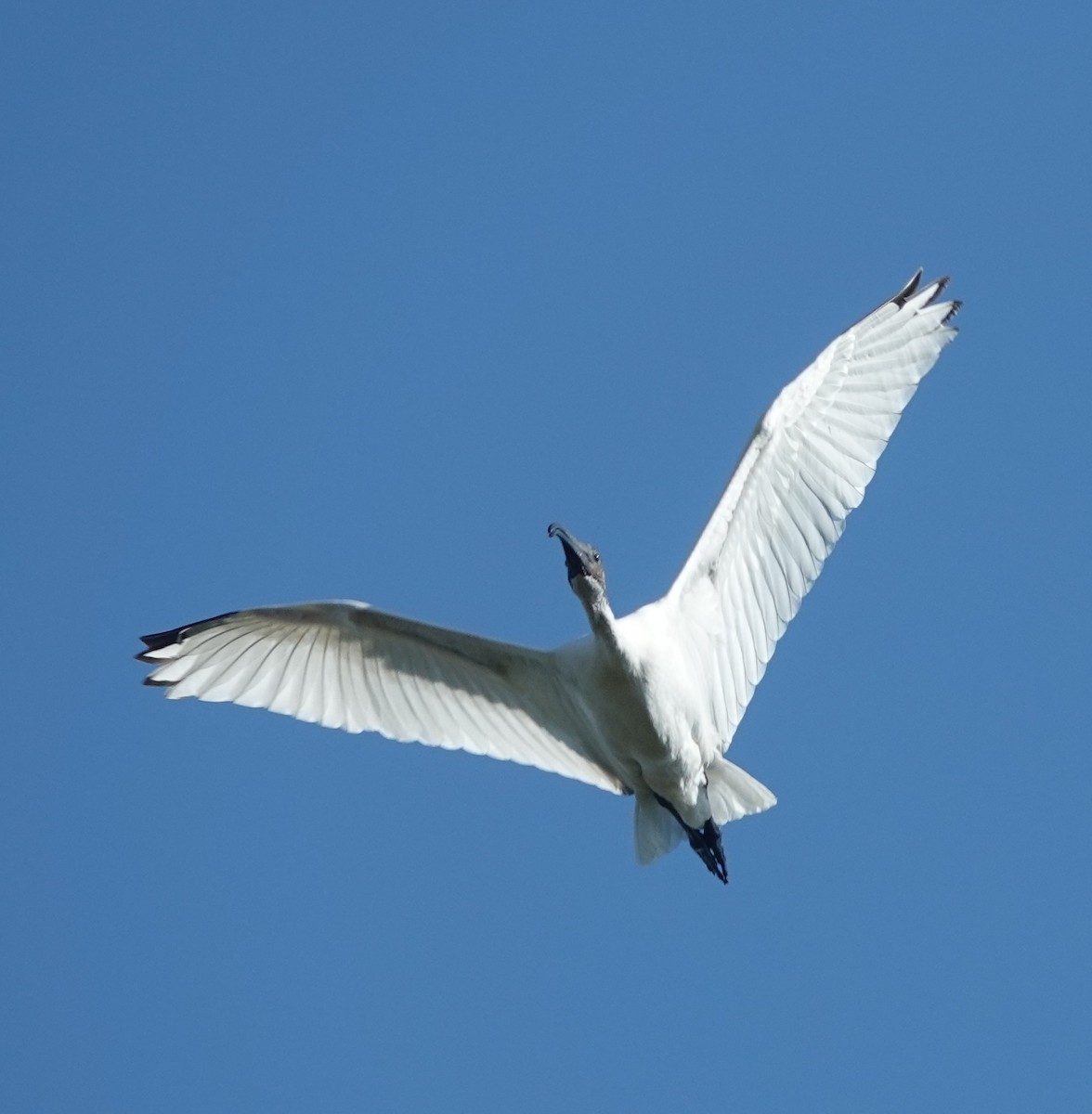 Ibis burubeltza - ML646831021