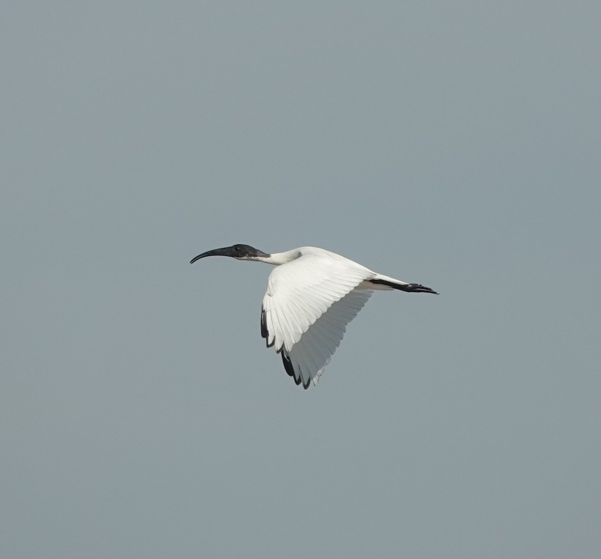 Ibis burubeltza - ML646831022