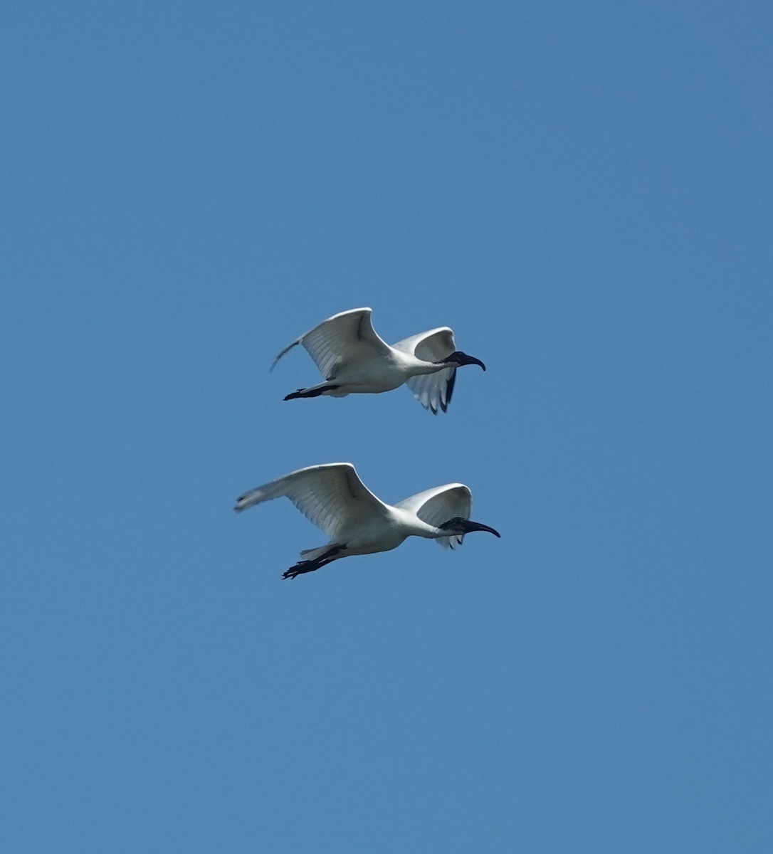 Ibis burubeltza - ML646831023