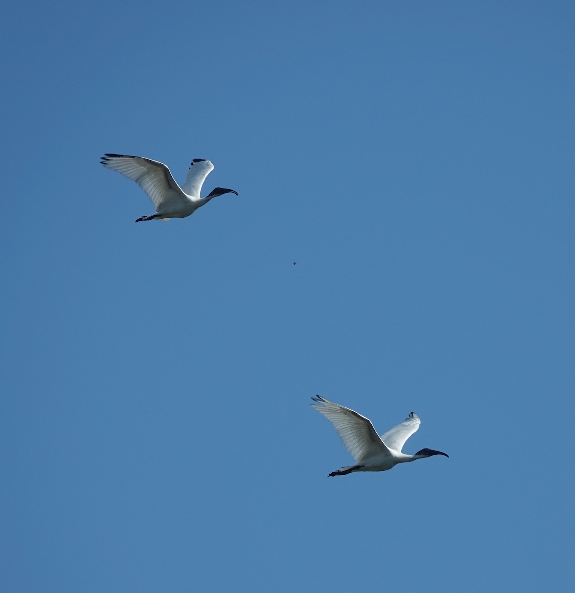 Ibis burubeltza - ML646831024