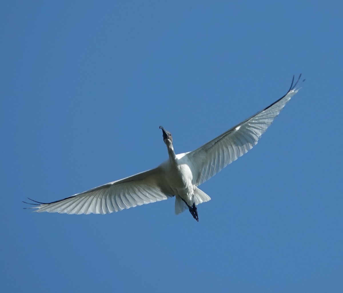 Ibis burubeltza - ML646831025