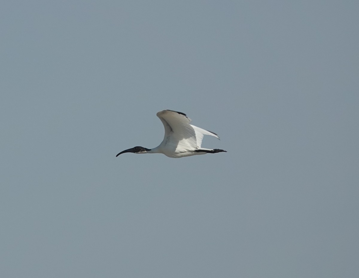 Ibis burubeltza - ML646831026