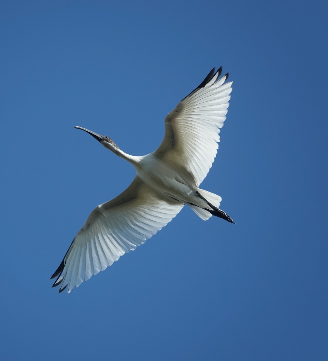 Ibis burubeltza - ML646831027