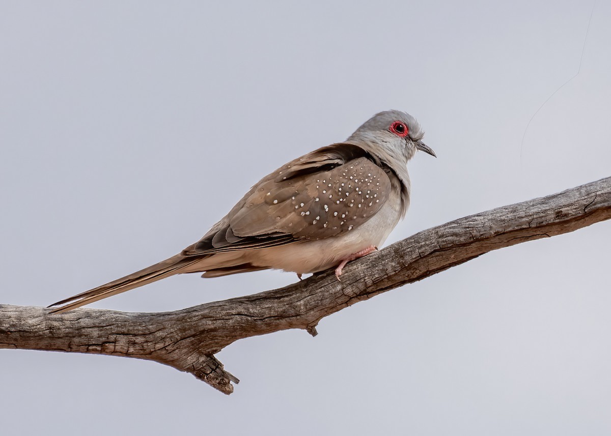 Diamond Dove - ML646831028