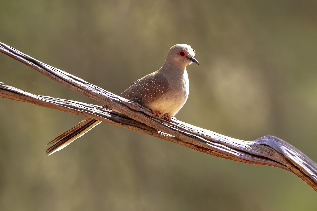Diamond Dove - ML646831029