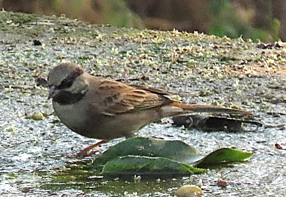 Berdantza lepazuria - ML646831030