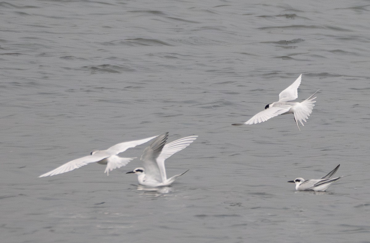 Forster's Tern - ML646831032