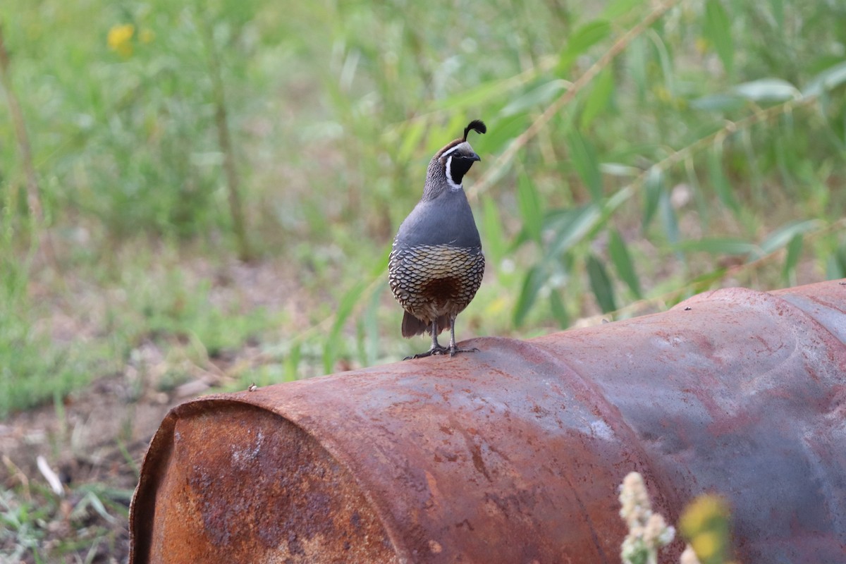 California Quail - ML646831033
