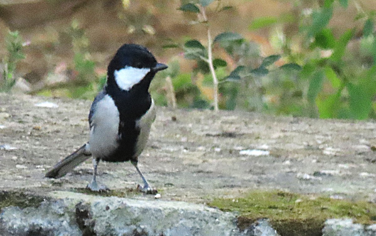 Asian Tit - ML646831035