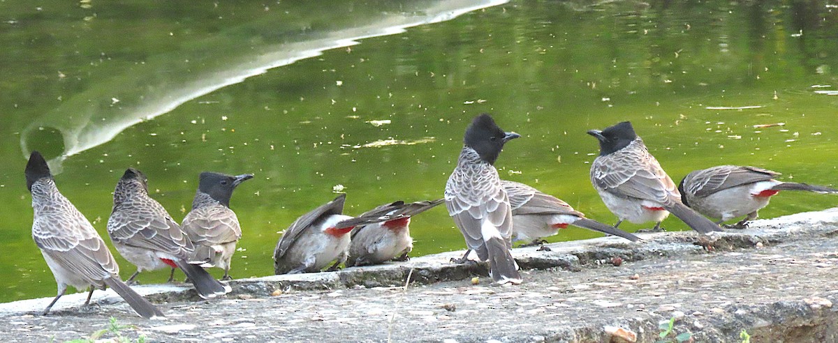 Bulbul ipurgorria - ML646831037