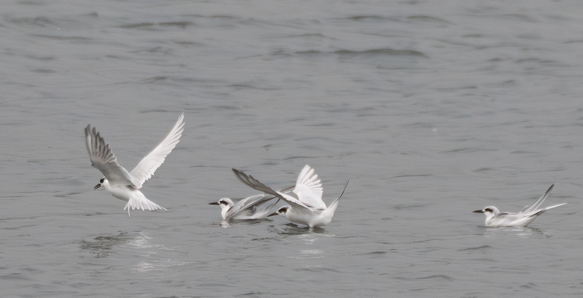Forster's Tern - ML646831038
