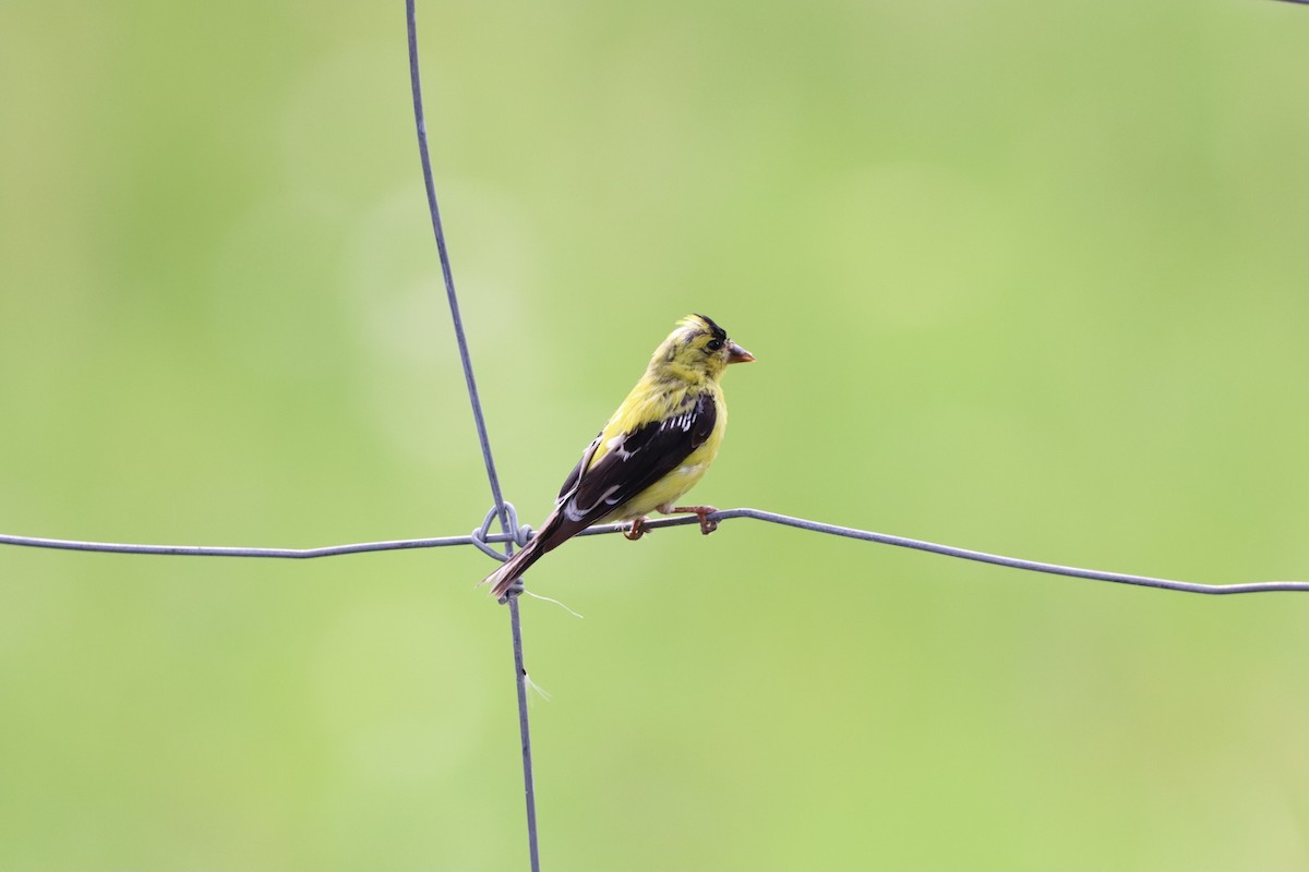 American Goldfinch - ML646831039