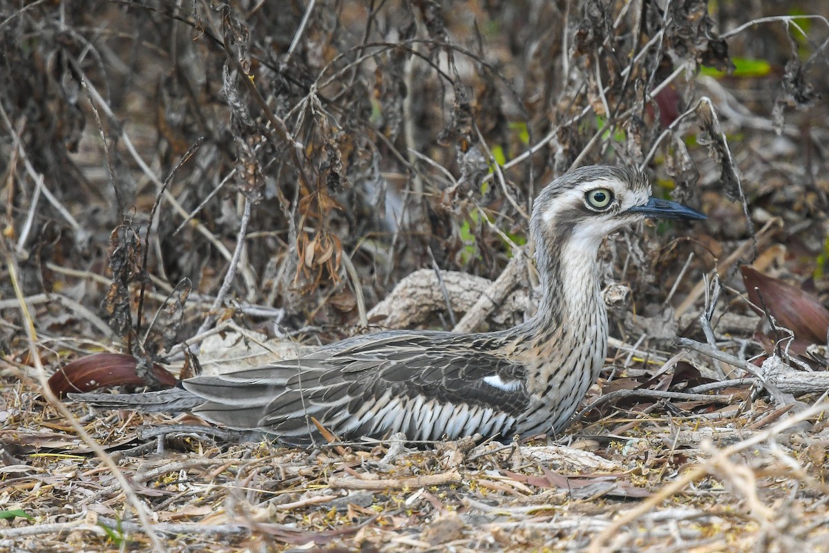 Bush Thick-knee - ML646831040