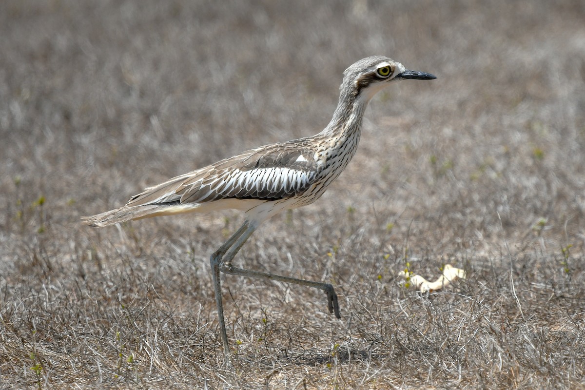 Bush Thick-knee - ML646831041