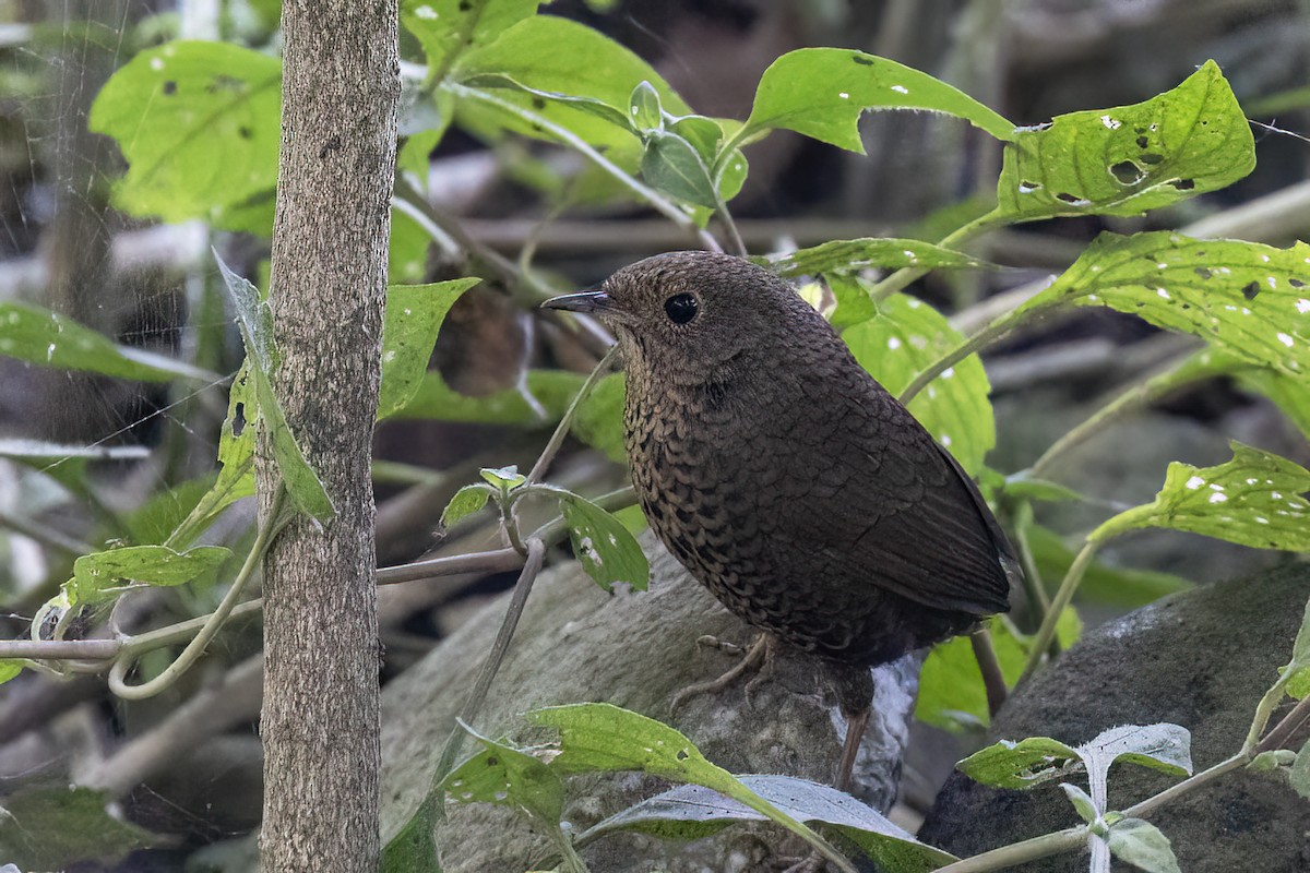Мікрур непальський - ML646831043