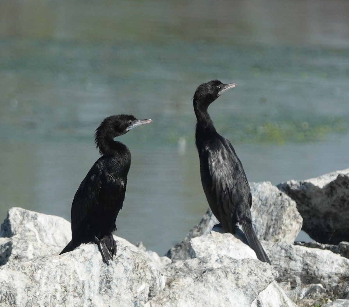 Little Cormorant - ML646831044